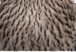 animal skin feather 0011